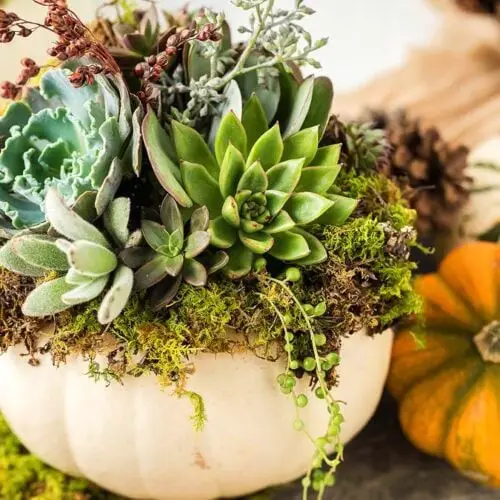 Step-by-Step Succulent Pumpkin Guide