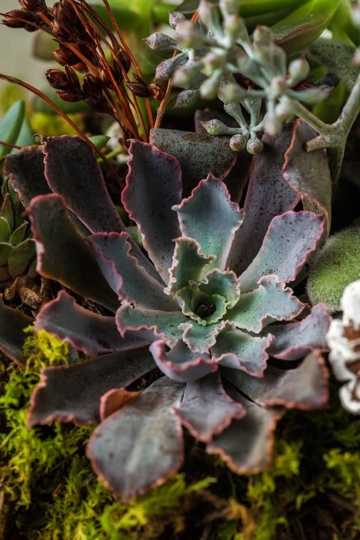 How to Make a Succulent Pumpkin Centerpiece