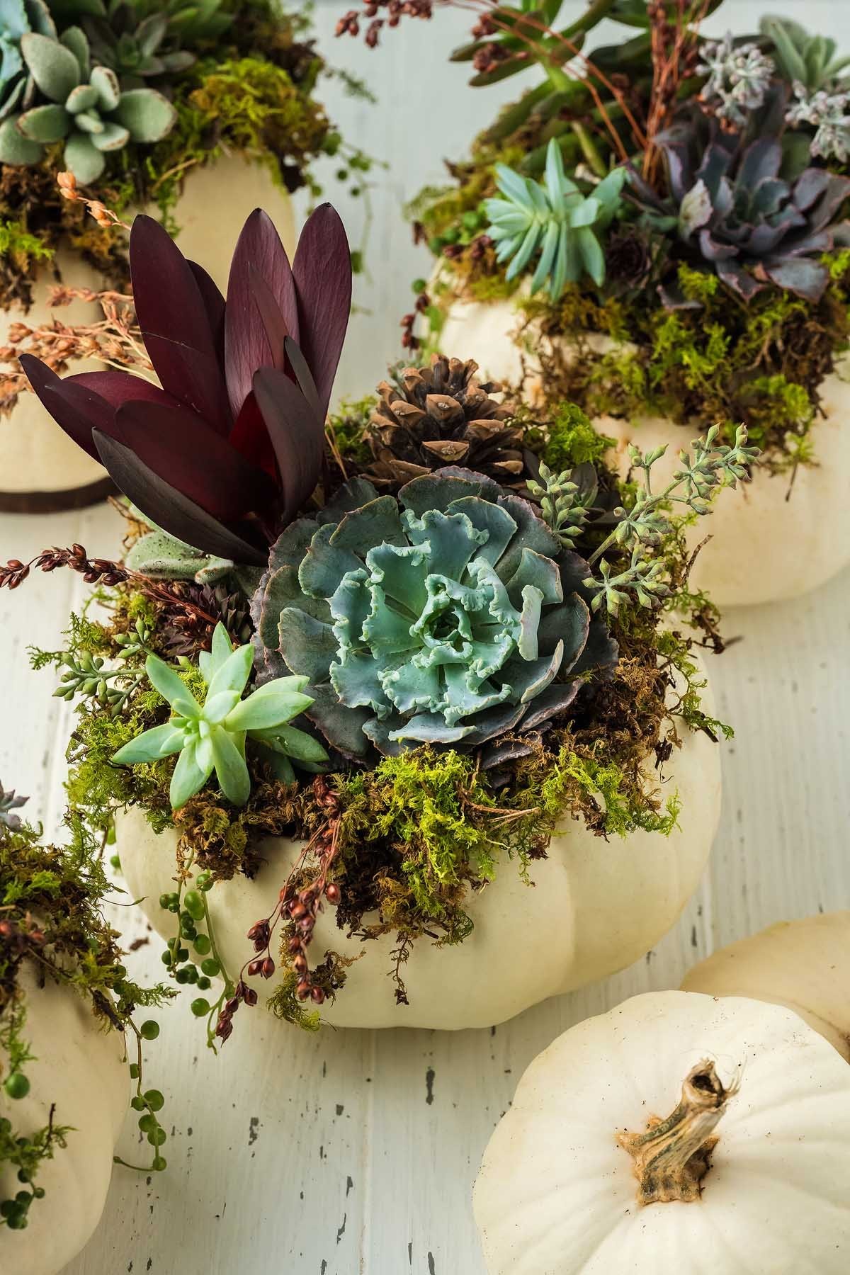 How to Display a Succulent Topped Pumpkin