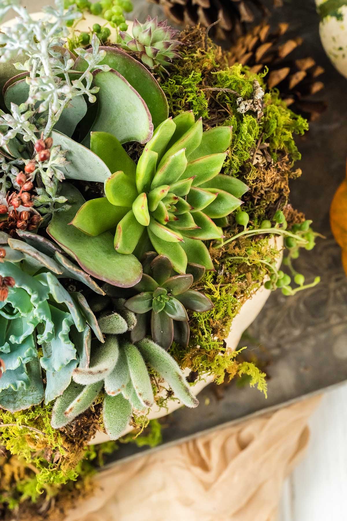 What You Need for a DIY Succulent Pumpkin Centerpiece