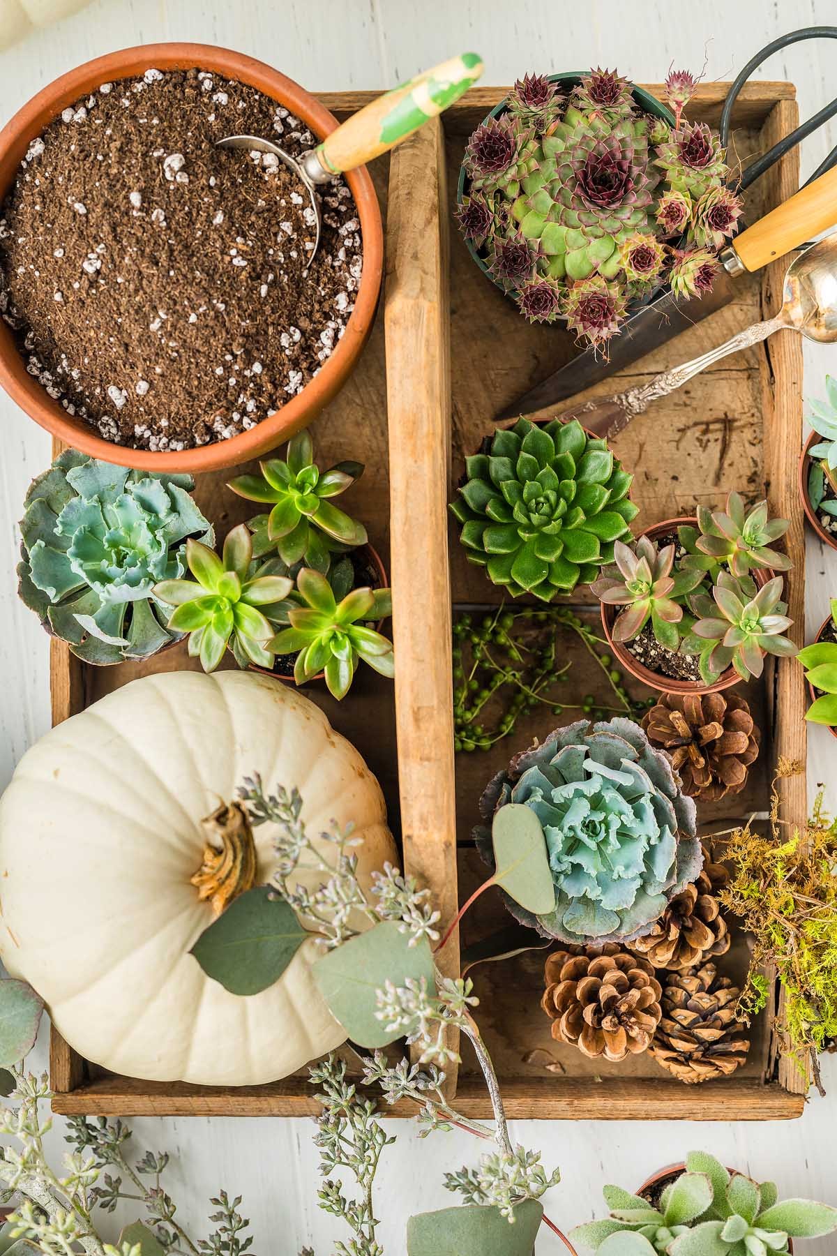 What You Need for a DIY Succulent Pumpkin Centerpiece