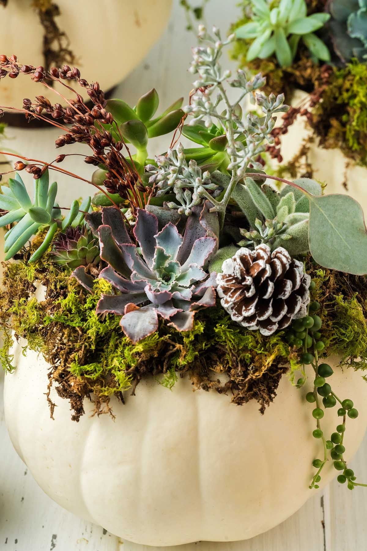 What You Need for a DIY Succulent Pumpkin Centerpiece