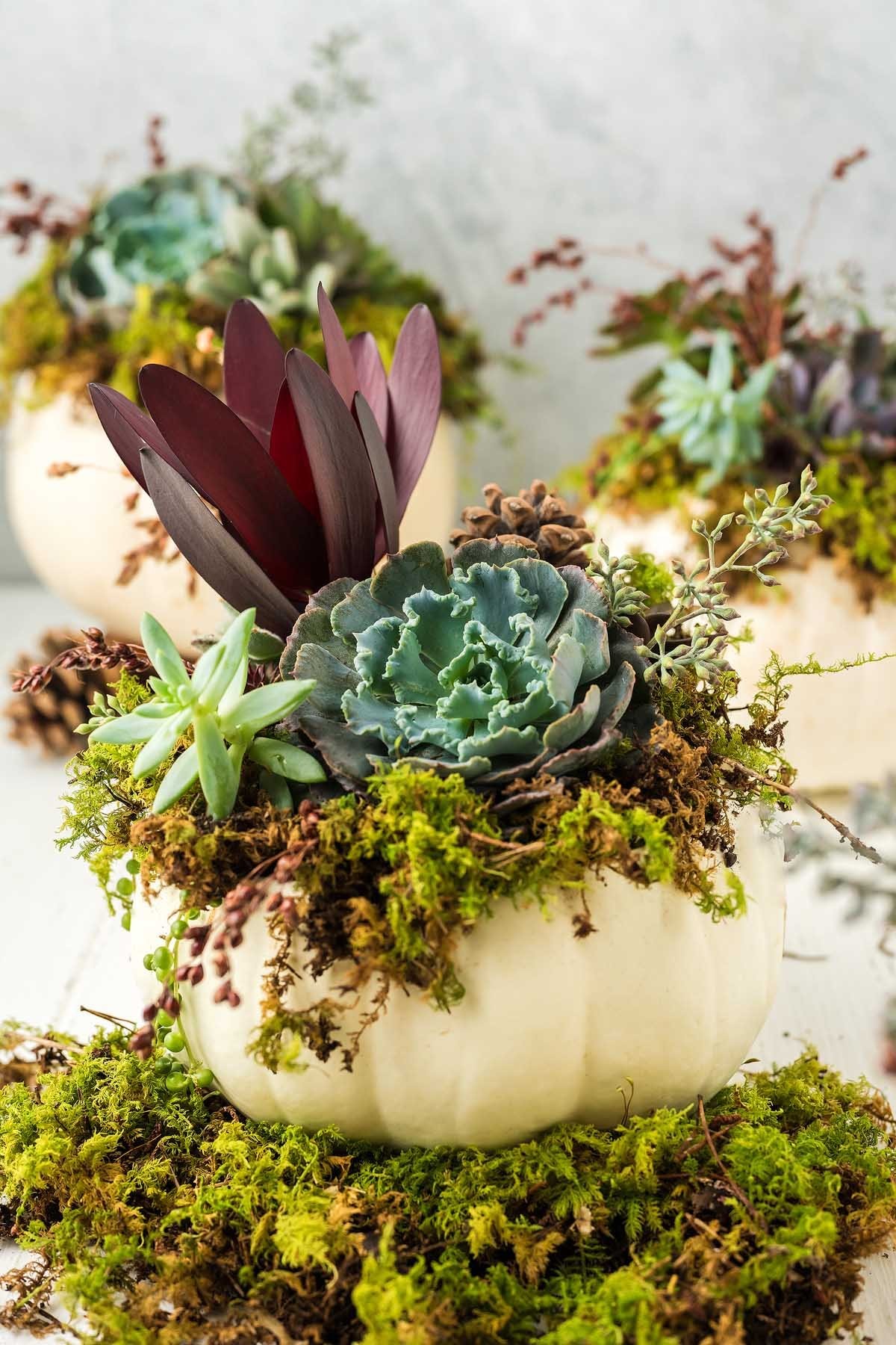 How to Care for Your Succulent Pumpkin