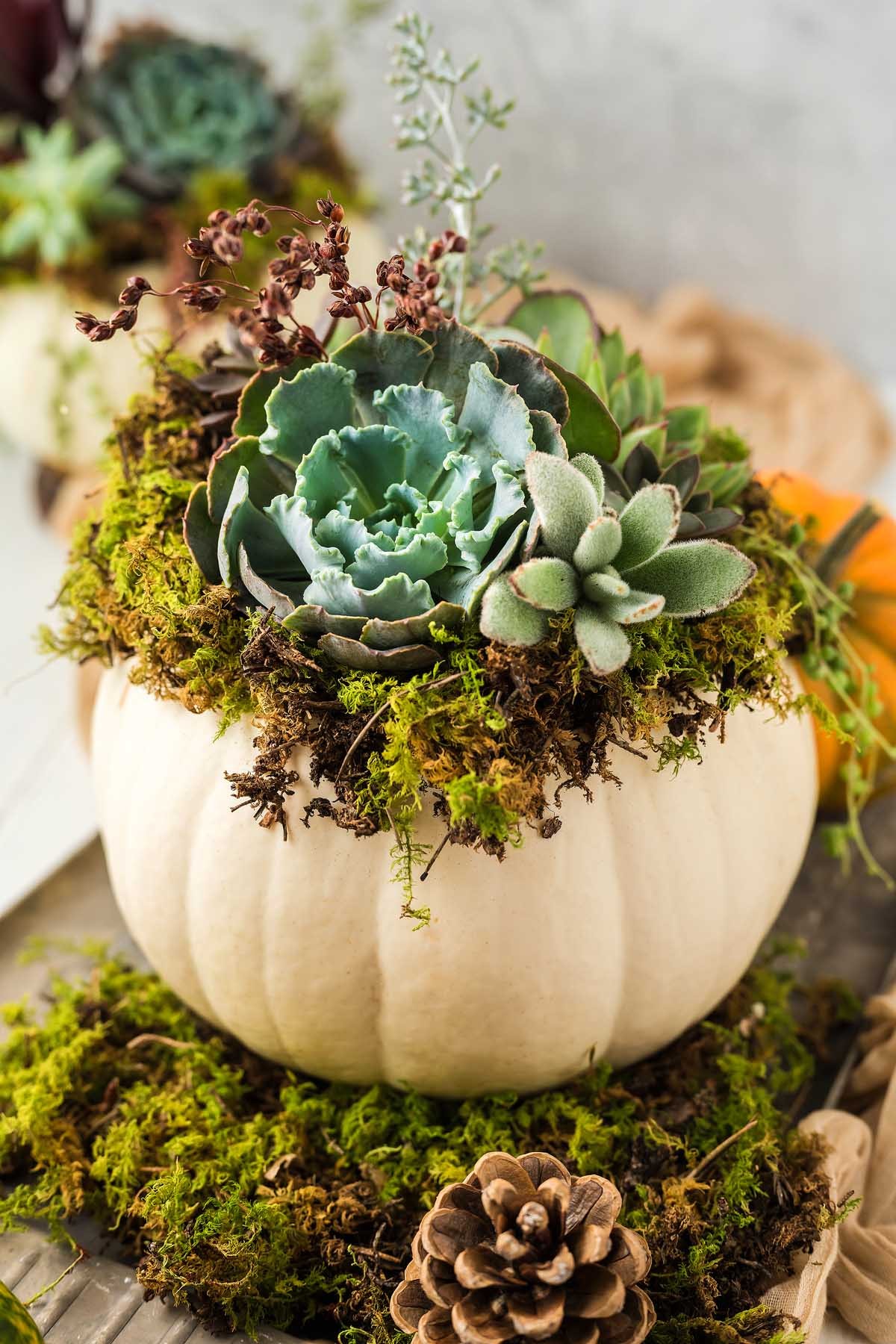 How to Create a Succulent Pumpkin Centerpiece